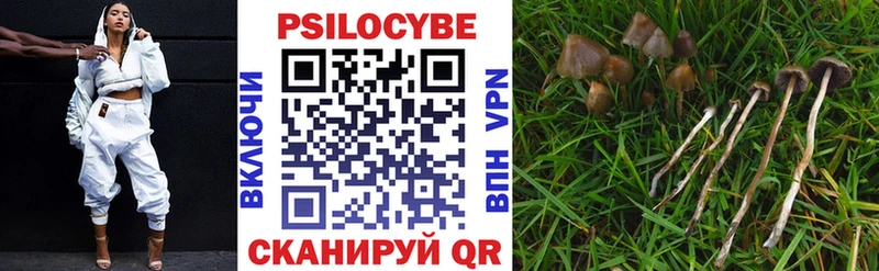Псилоцибиновые грибы Psilocybine cubensis  Южноуральск 